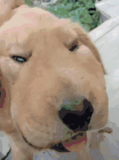 肿么了表情包gif