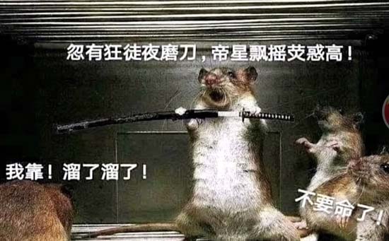 忽有狂徒夜磨刀鼠人图 忽有狂徒夜磨刀鼠人图